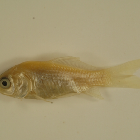 Goldfish (Carassius auratus) | U.S. Fish & Wildlife Service