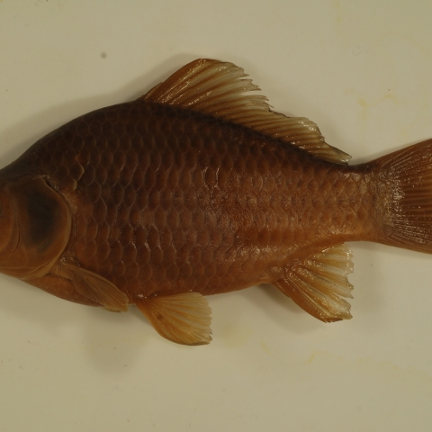 Goldfish (Carassius auratus) | U.S. Fish & Wildlife Service