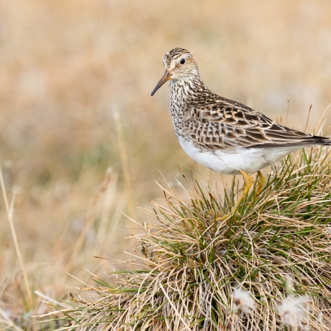 Pectoral Sandpiper (Calidris melanotos)