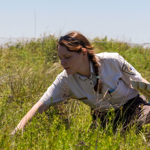 Meredith Stroud crouched in prairie grass collecting grouse eggs.