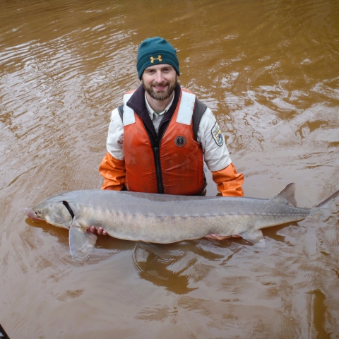 A USFWS employee holds a 4 foot long sturgeon.