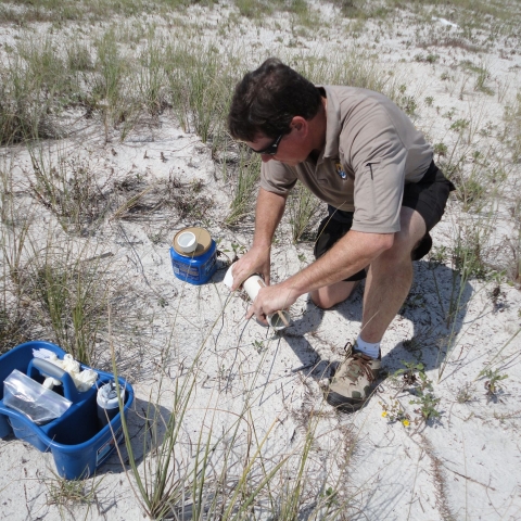 Bill Lynn checking Beach Mouse tracking tubes