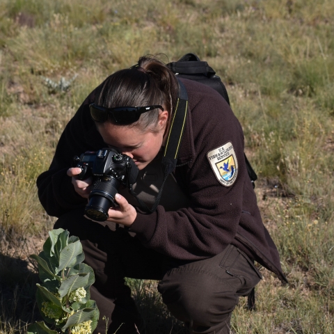 Anna Weyers Blades taking a picture of broadleaf milkweed