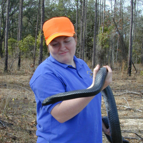 Biologist holds an eastern indigo snake