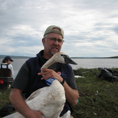 Man holding Tundra Swan on the tundra in Alaska