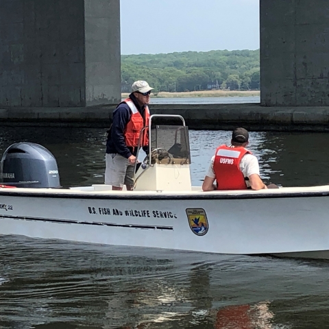 Fish biologist driving boat on the Connecticut River