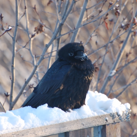 A raven sits on a snowy rail outdoors