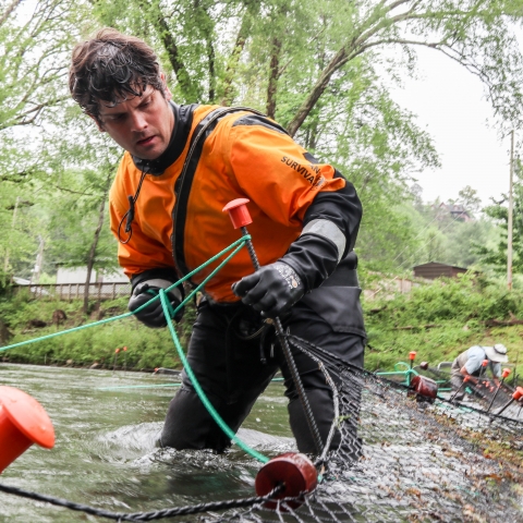 Male biologist wearing a dry suits standing in a river tying an anchored rope to a post holding a net