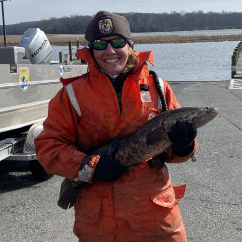 Fish Biologist holding a snakehead