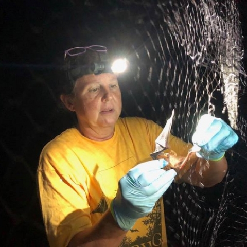 Shannon viewing a bat that was caught in a mist net. 