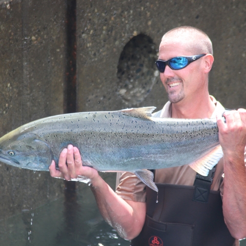 A man in waders and sunglasses stands in a concrete pond, holding a gorgeous Chinook salmon in both hands and smiling.