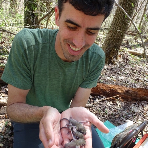 biologist holding baby southern flying squirrels in palm of hands