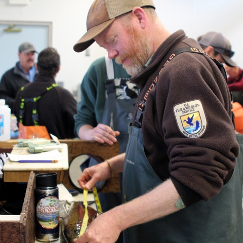 A man in Service jacket, waders, and ballcap measures a fish in a busy room with other similarly dressed people.