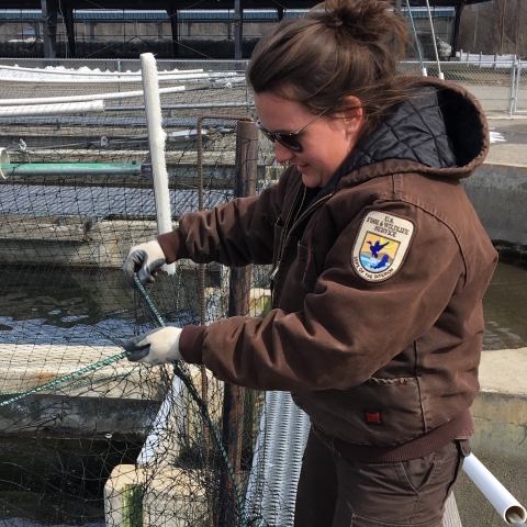 Hatchery staff adjusts net above fish pond