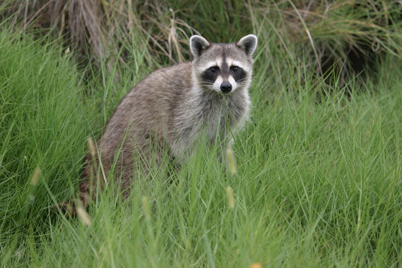 Raccoon | FWS.gov