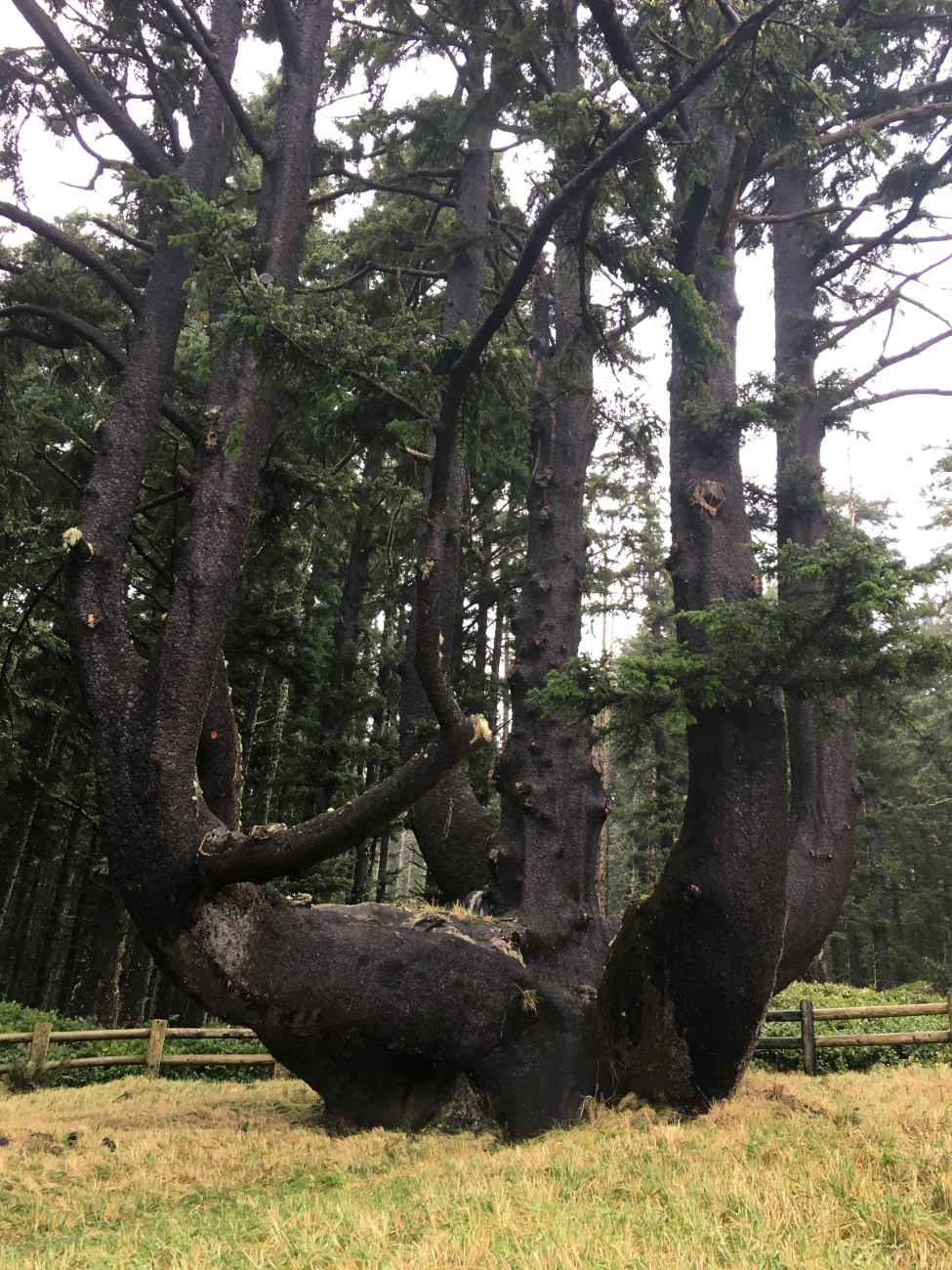 Octopus Tree | FWS.gov