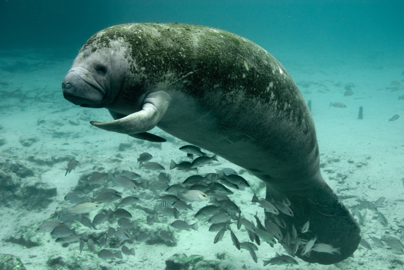 A Florida manatee swimming in the clear water at Crystal River