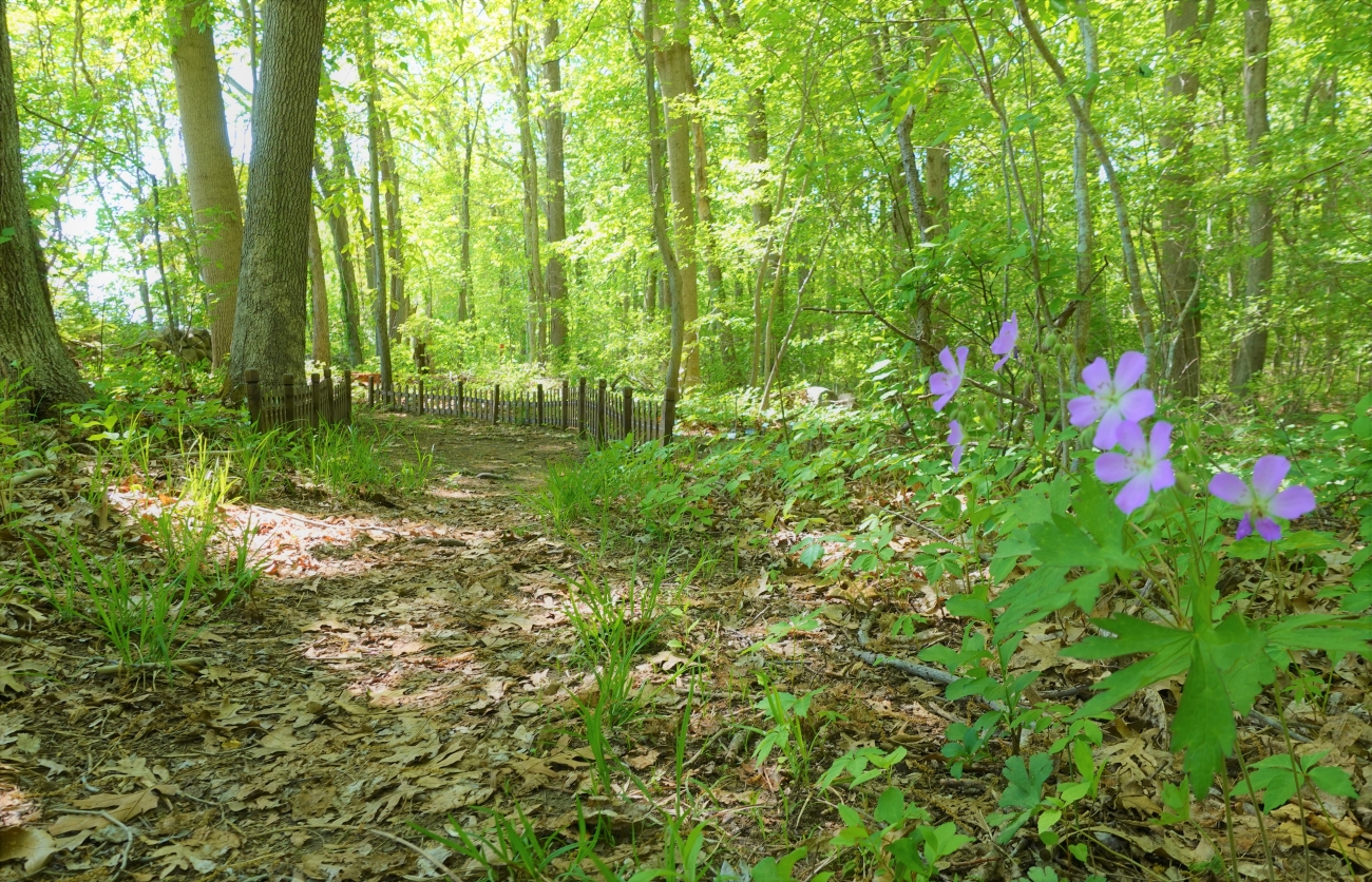 Salt Meadow shade pollinator trail.JPG | FWS.gov