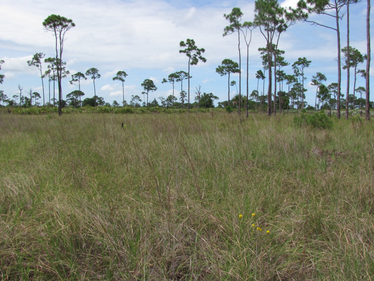 Curtiss' Reed Grass Dominated Swale in Pine Flatwoods | FWS.gov