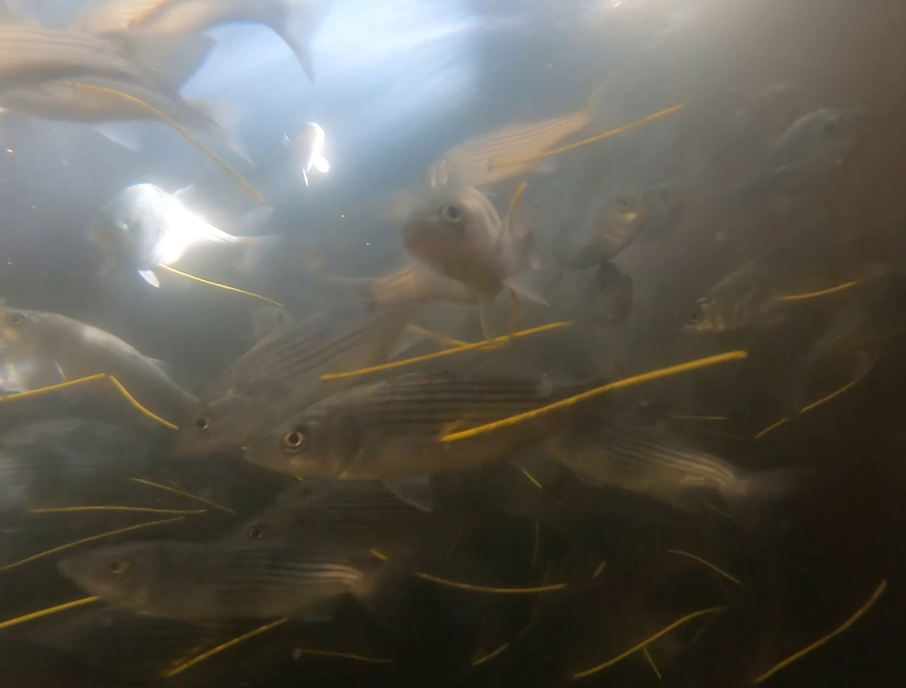 Edenton National Fish HatcheryPhase II StripedBass TaggedCredit ...