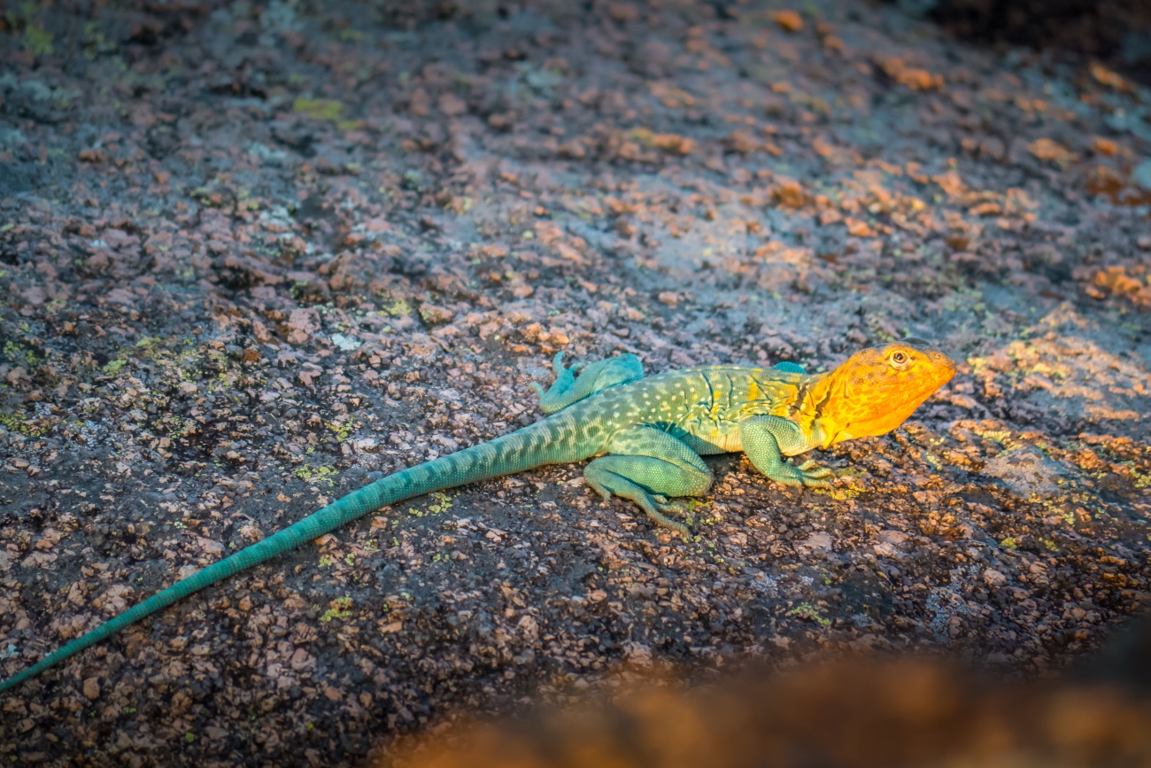 Wichita Mountains NWR - Collared Lizard | FWS.gov