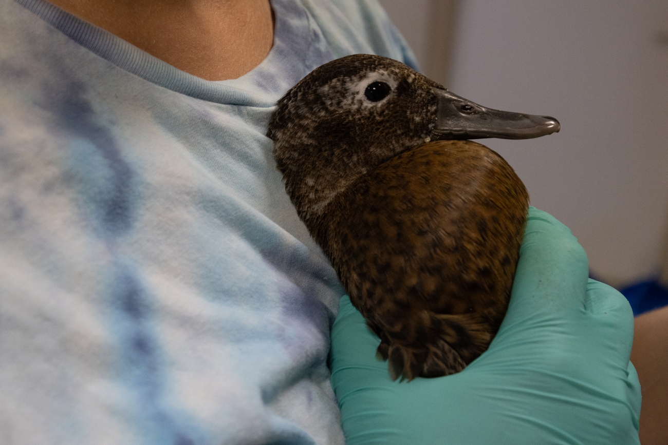 Duck Lab Adult Laysan duck in duck lab at Midway Atoll National Wildlife Refuge ...