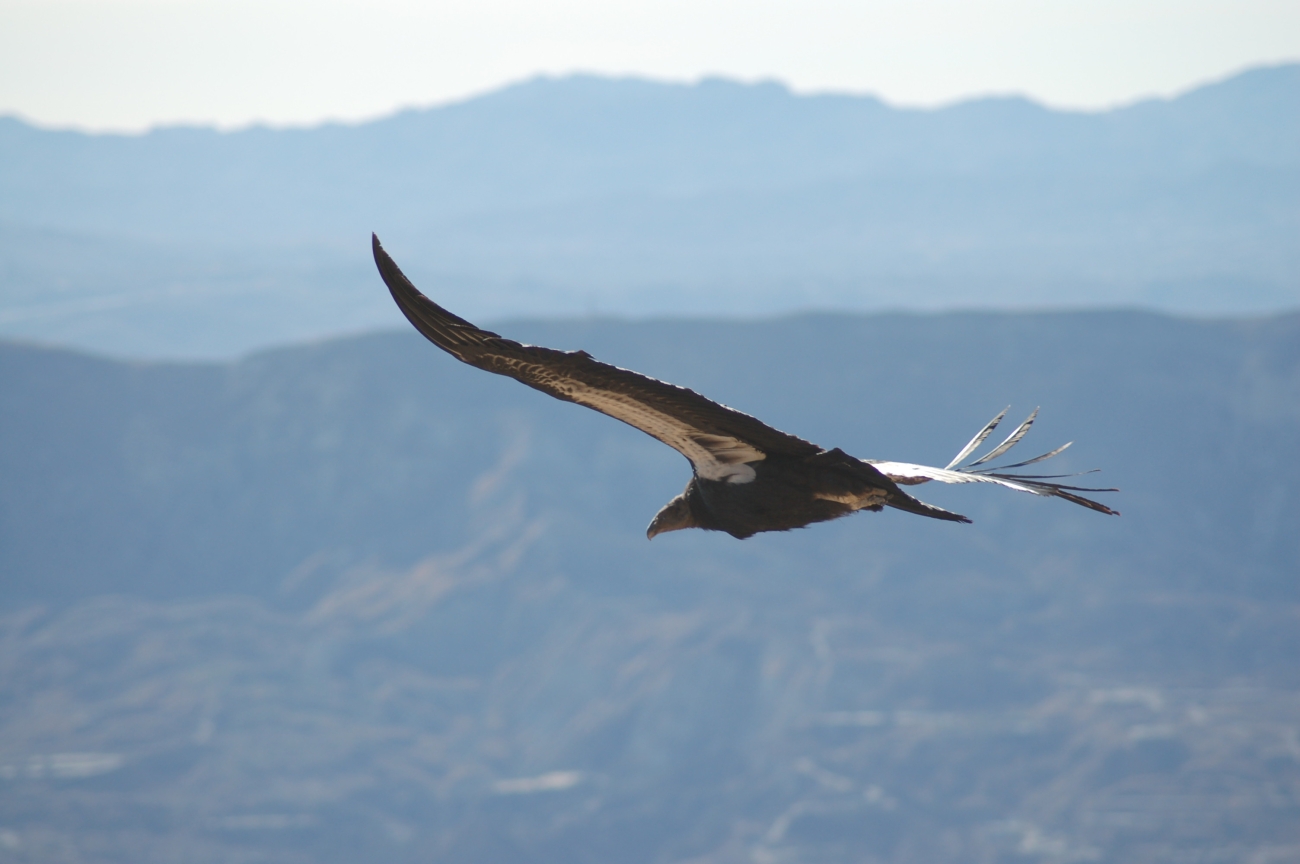 California condor in flight | FWS.gov