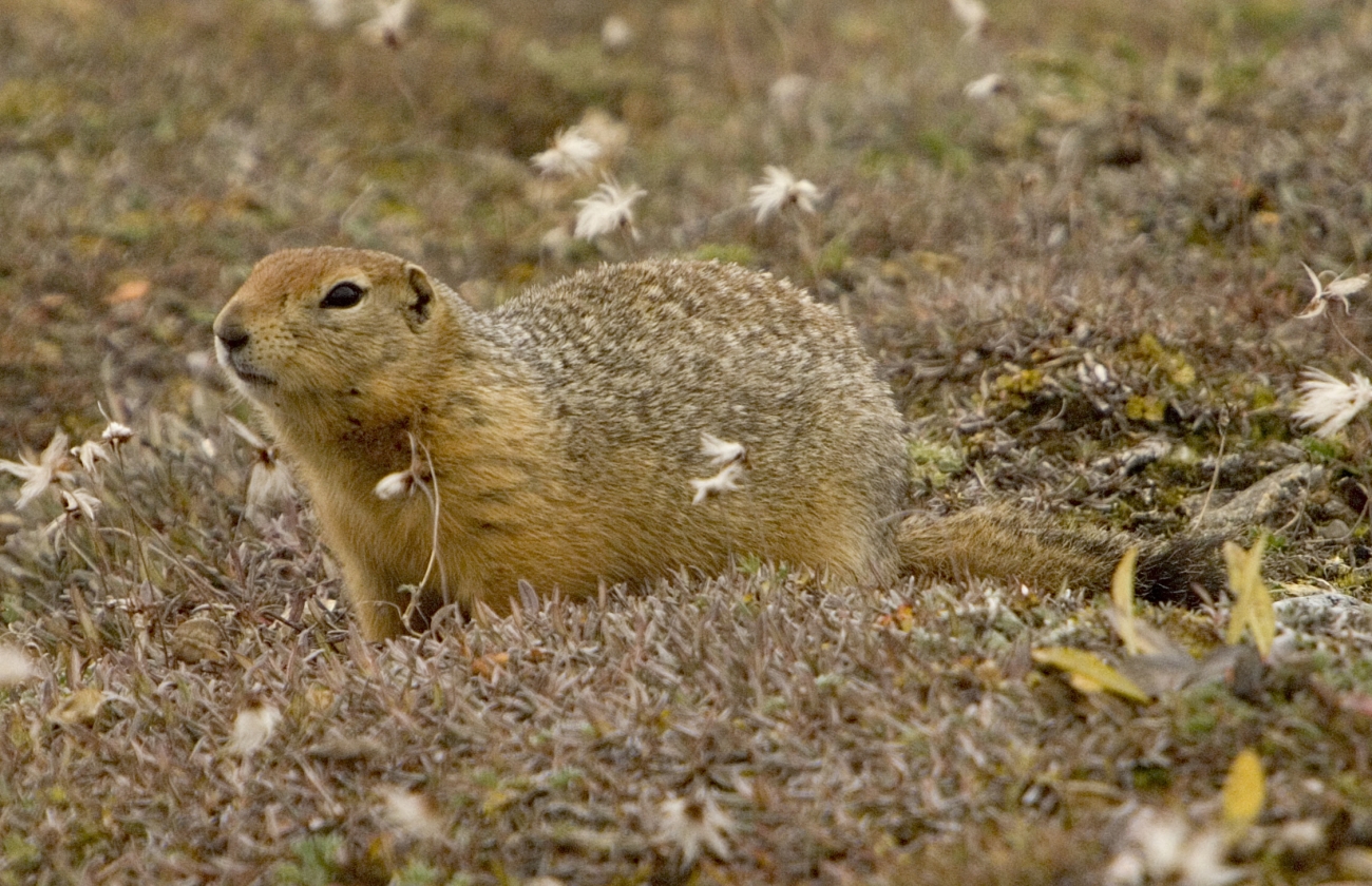 Alaska marmot | FWS.gov
