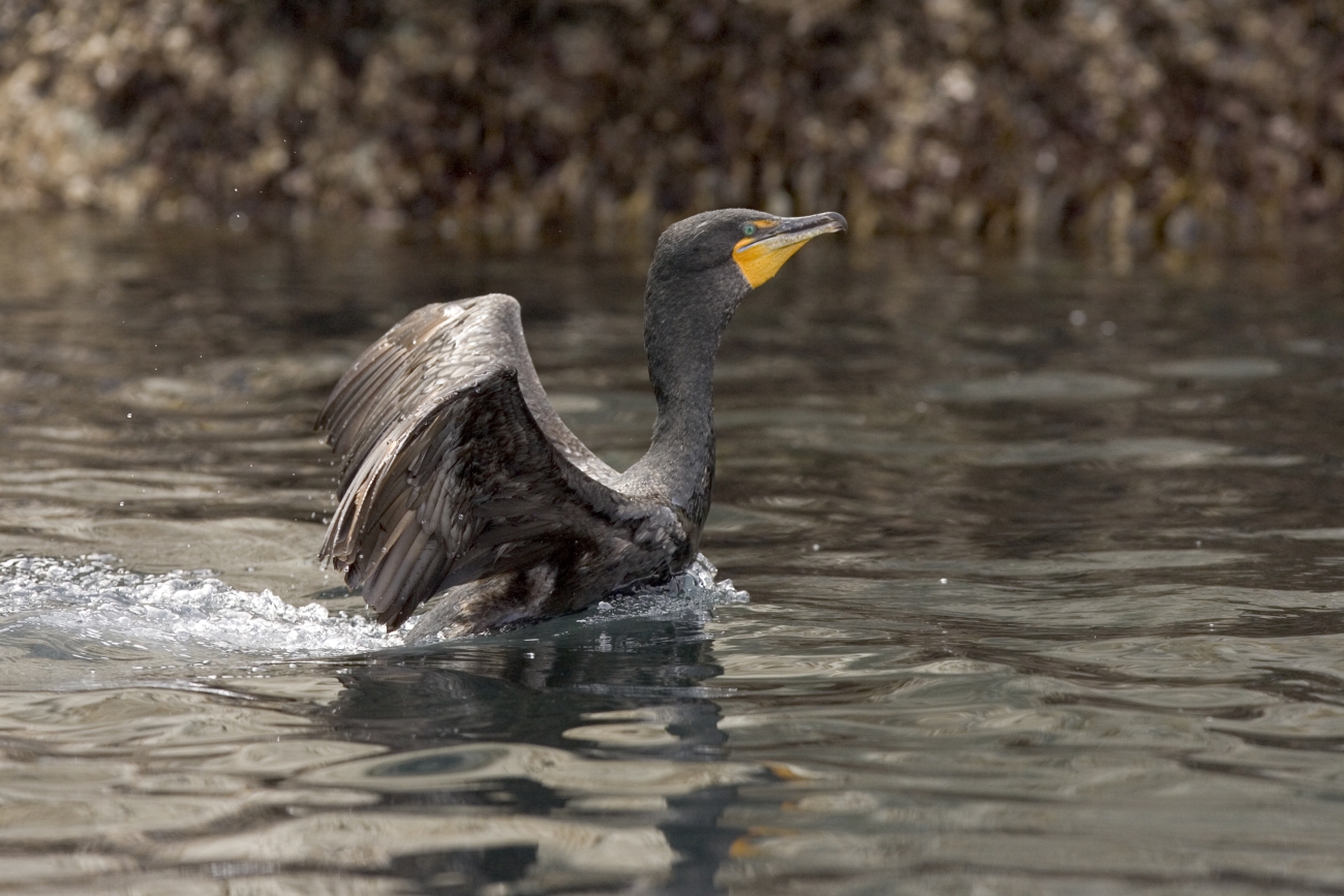 Double-crested Cormorant in the Shumagin Islands
