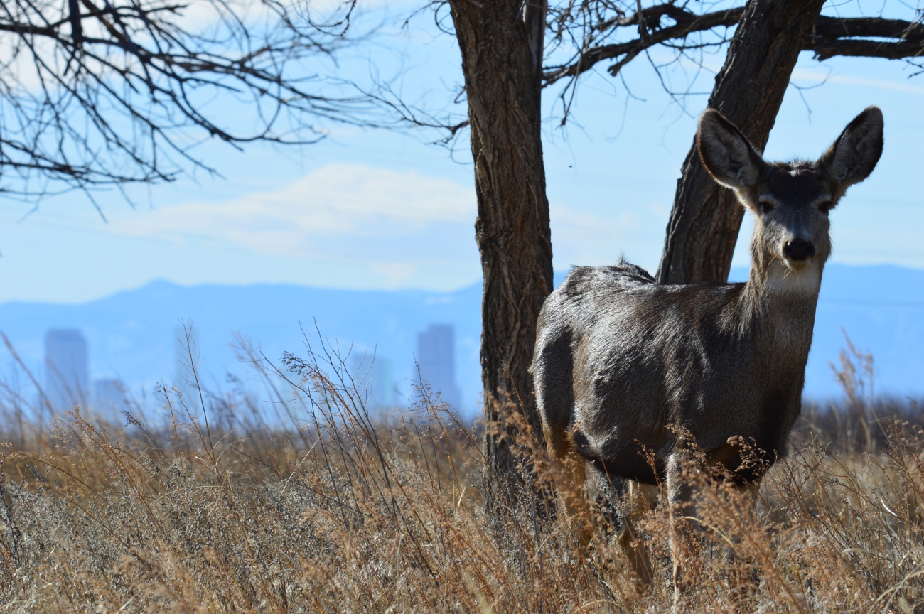 Mule deer doe on Front Range grassland at Rocky Mountain Arsenal National Wildlife Refuge
