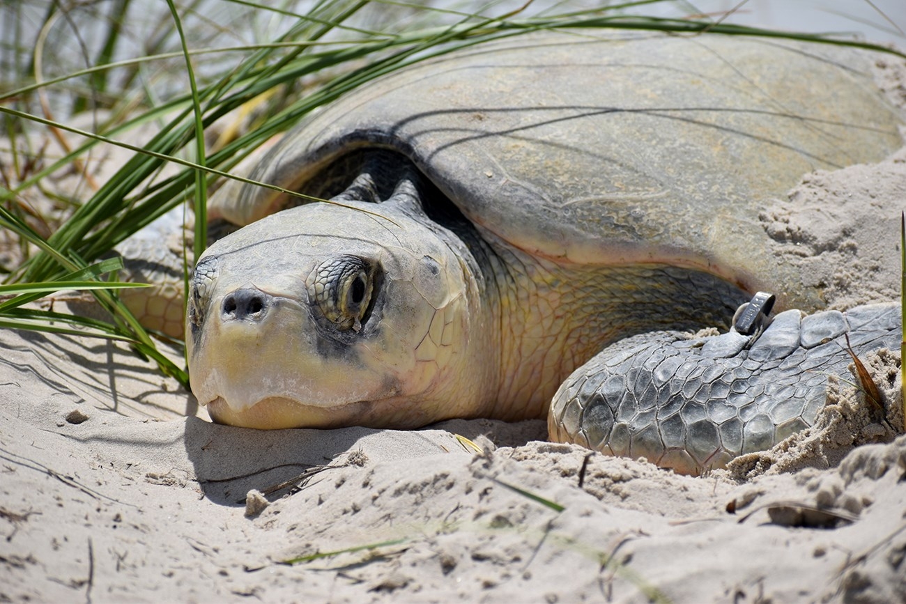 Sea Turtle Rode Kemp's Ridley Sea Turtle | FWS.gov