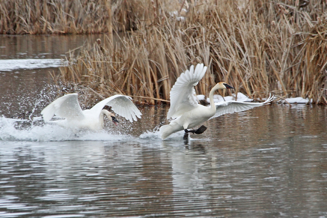 Turnbull NWR - Swan Chase on Winslow Pond | FWS.gov