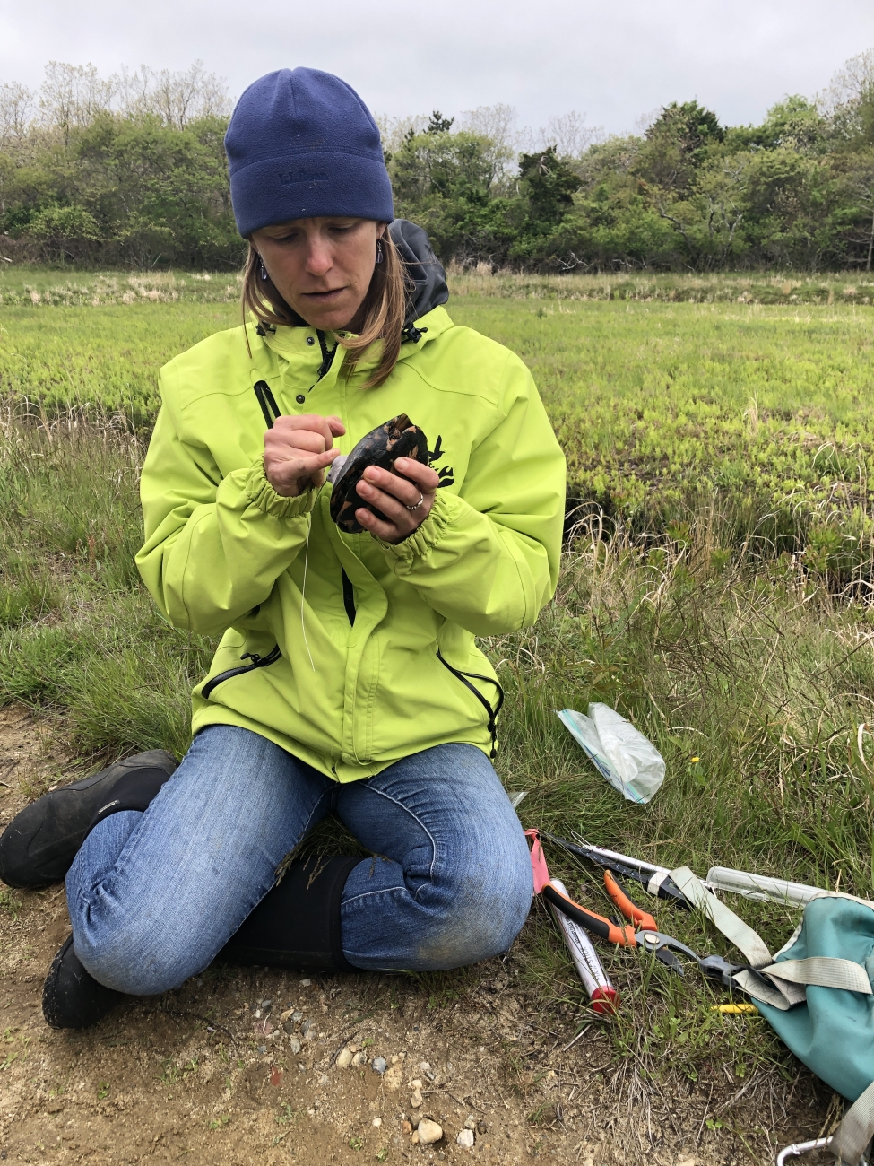 placing transmitter on a turtle | FWS.gov