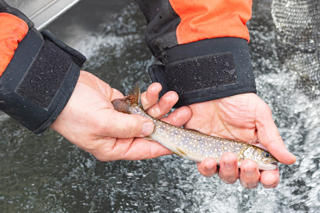 yearling lake trout | FWS.gov