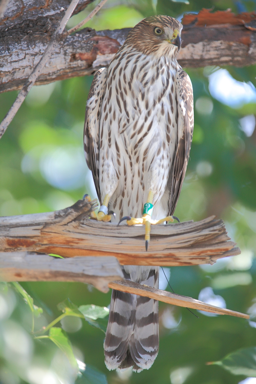 Cooper’s hawk | FWS.gov