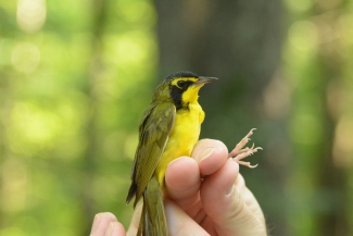 An image of a Kentucky Warbler held by a biologist.