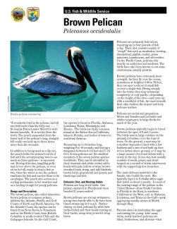 An image of the brown pelican fact sheet.