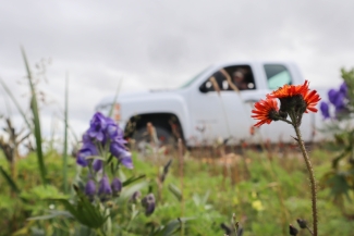 orange hawkweed (an invasive plant) growing along a road with a vehicle in the background