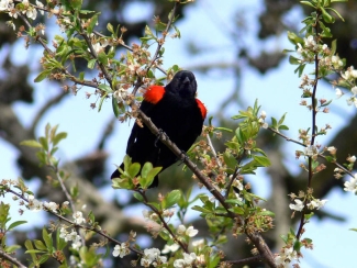 Image of a red winged blackbird