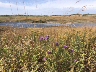 A restored prairie landscape with purple flowers uphill from a wetland