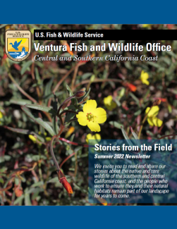 The cover of a summer newsletter depicting a small plant with yellow flowers