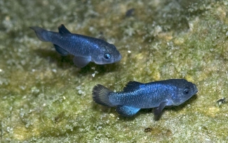 Two small blue fish in water 