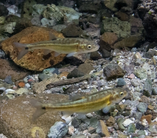 Two small fish in stream