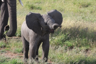 An African elephant calf with ears stretched outwards and trunk raised, stands on grass in front of a partially visible adult elephant