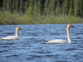 Two Trumpeter Swans swimming in water with green brush in the background.