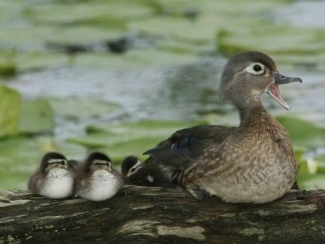 two wood duck ducklings sit nest to their mother on a log near water