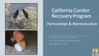 photos of condors and text which reads california condor recovery program