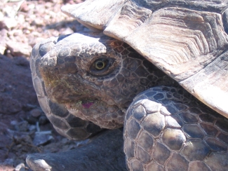 closeup of tortoise's face with pink flower stain on mouth