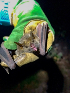 a biologist wearing cowhide gloves holding a mexican long-nosed bat.