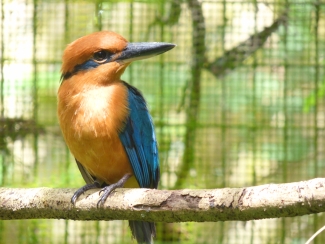 A sihek (Guam kingfisher) sits on a branch. It has a cinnamon orange body with metallic blue wings. 